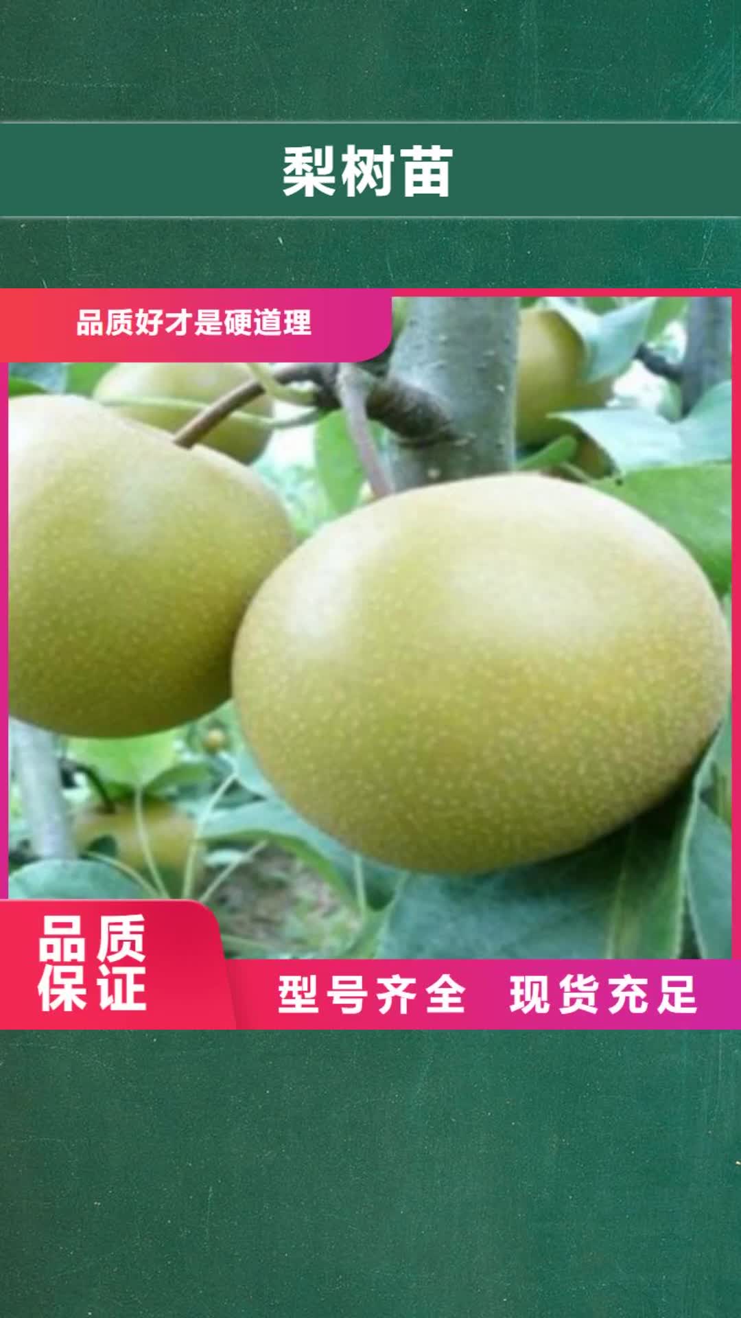 河池【梨树苗】 板栗苗24小时下单发货