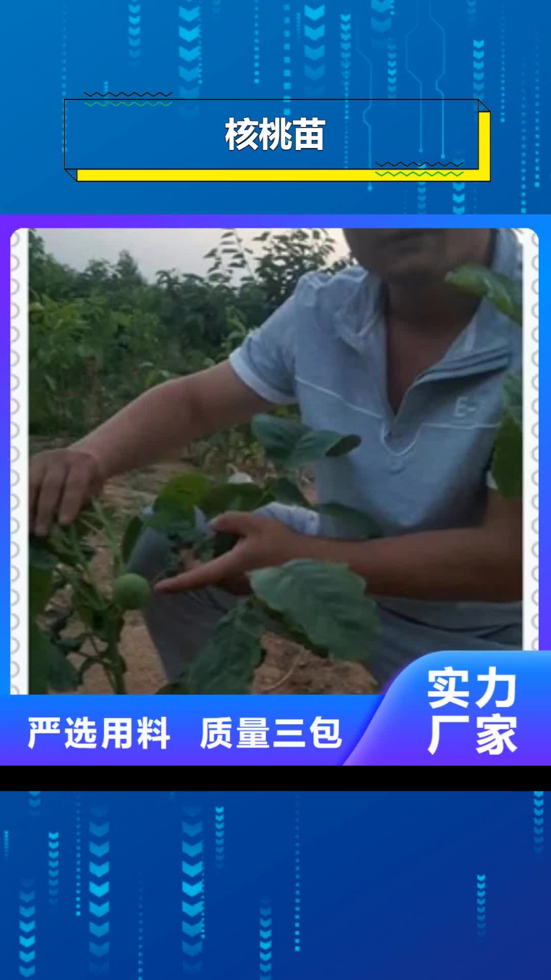 红河 核桃苗-【蓝莓苗】精品选购