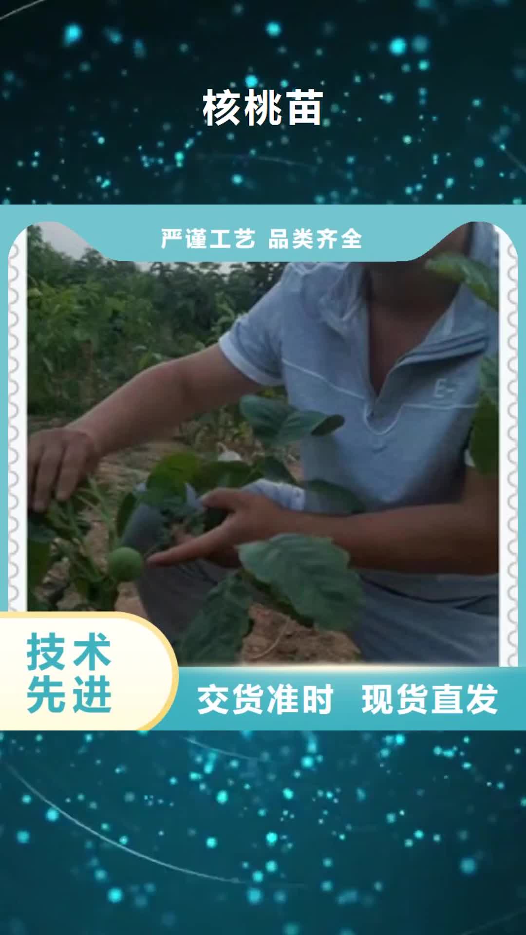 【玉溪 核桃苗,蓝莓苗海量现货】