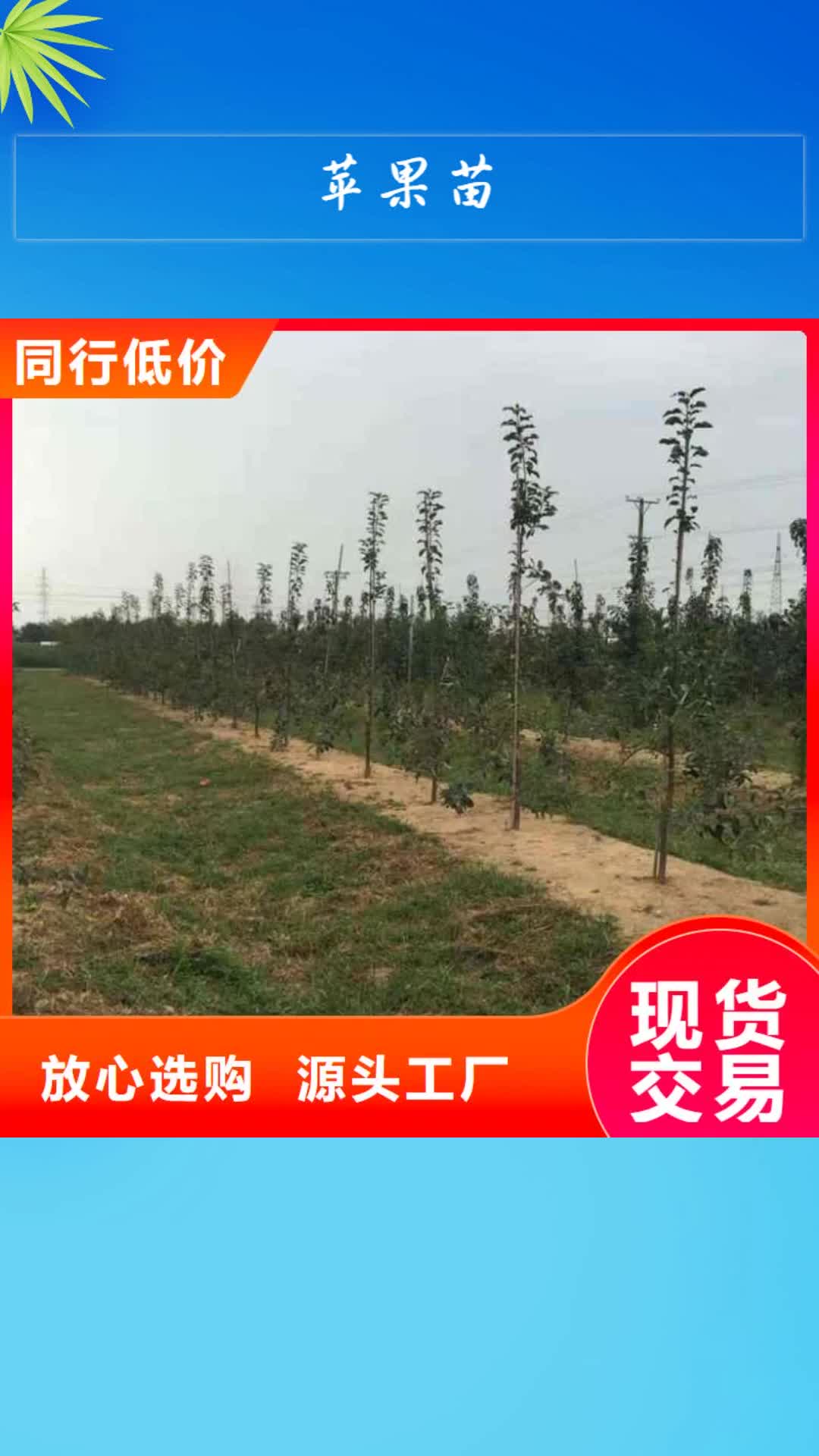 资阳【苹果苗】,山楂苗专业厂家