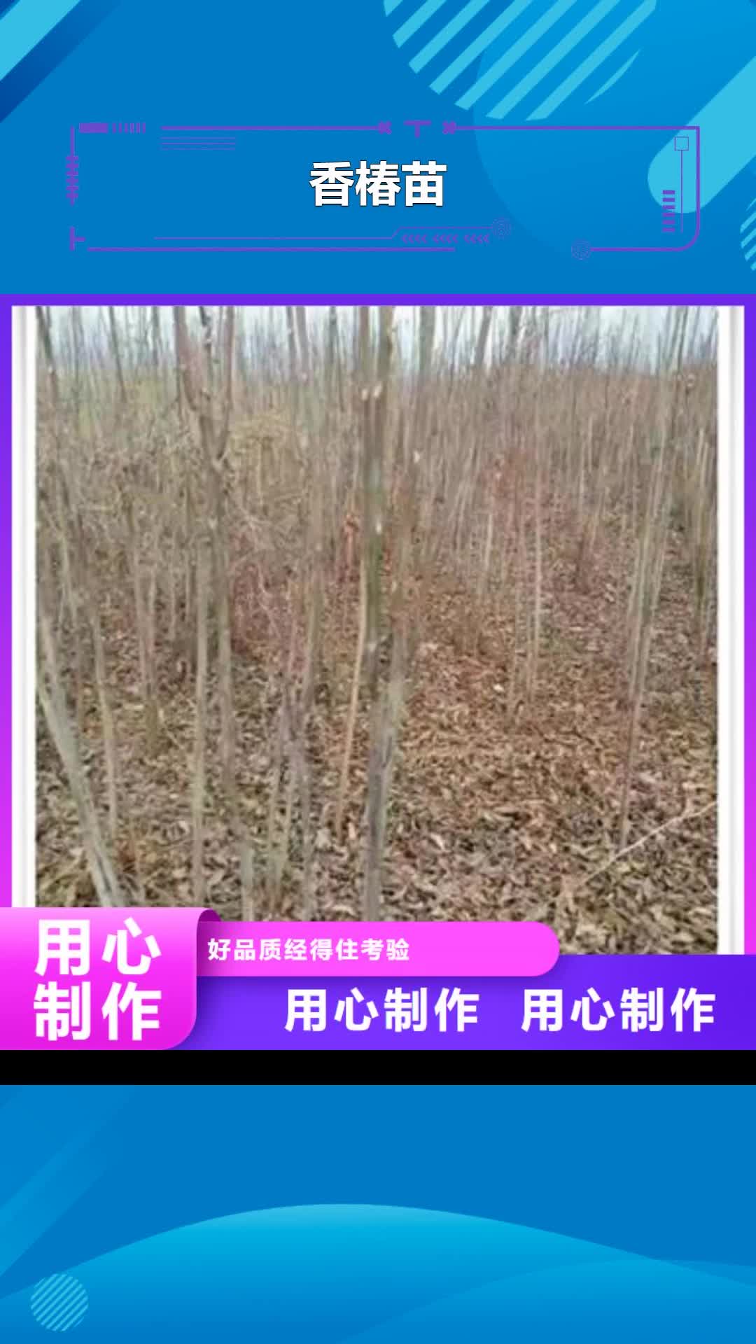 鄂州【香椿苗】核桃苗产地源头好货