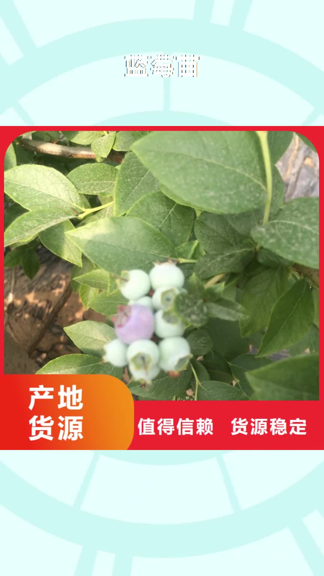 广州【蓝莓苗】桃树苗专心专注专业