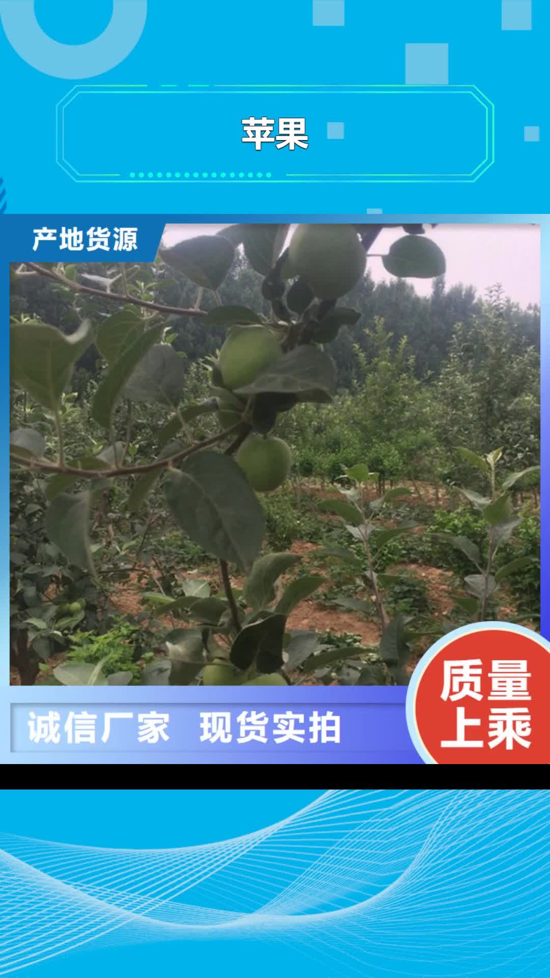 马鞍山 苹果【无花果苗】层层质检