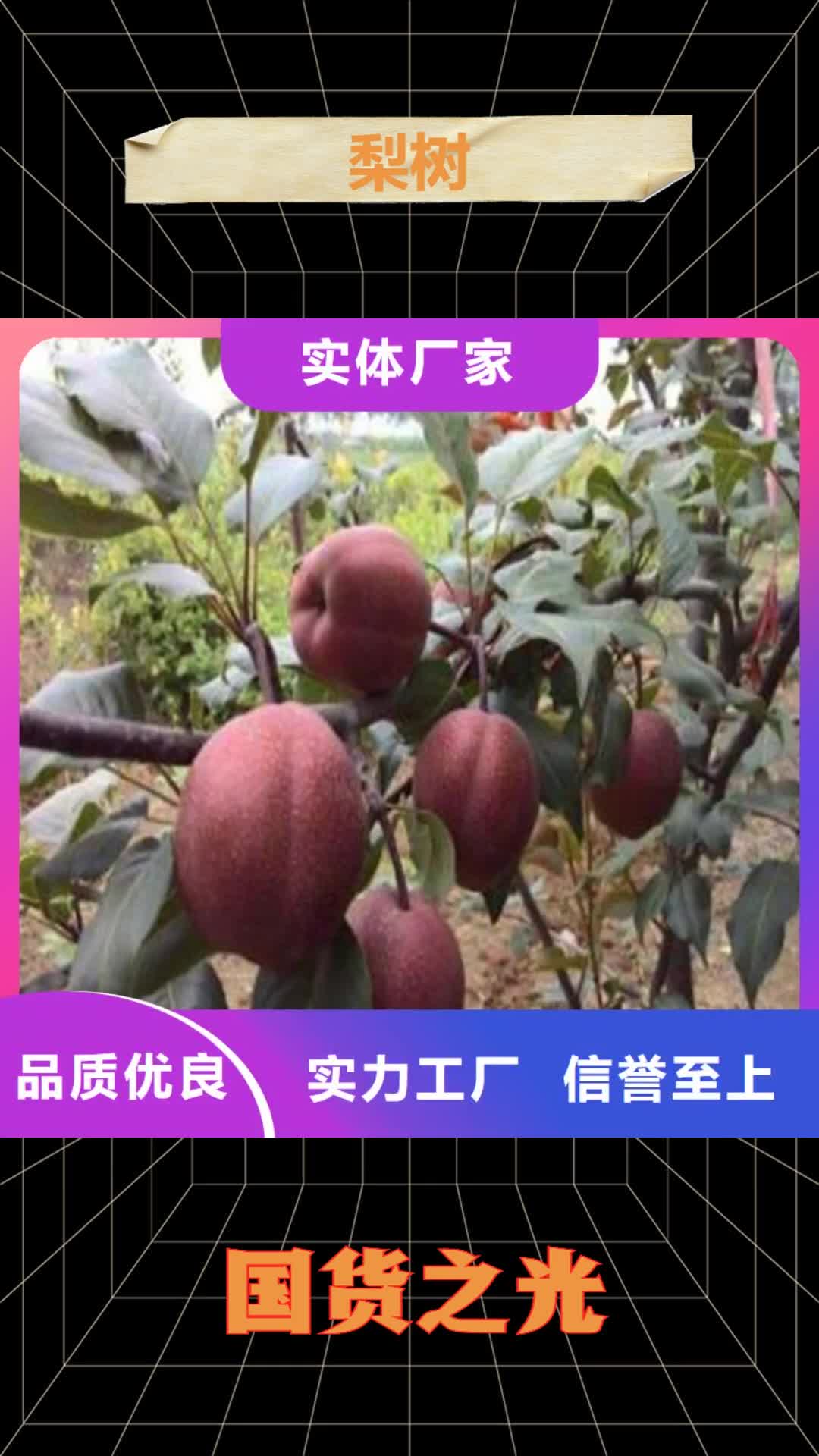 【邯郸 梨树樱桃苗一站式供应】