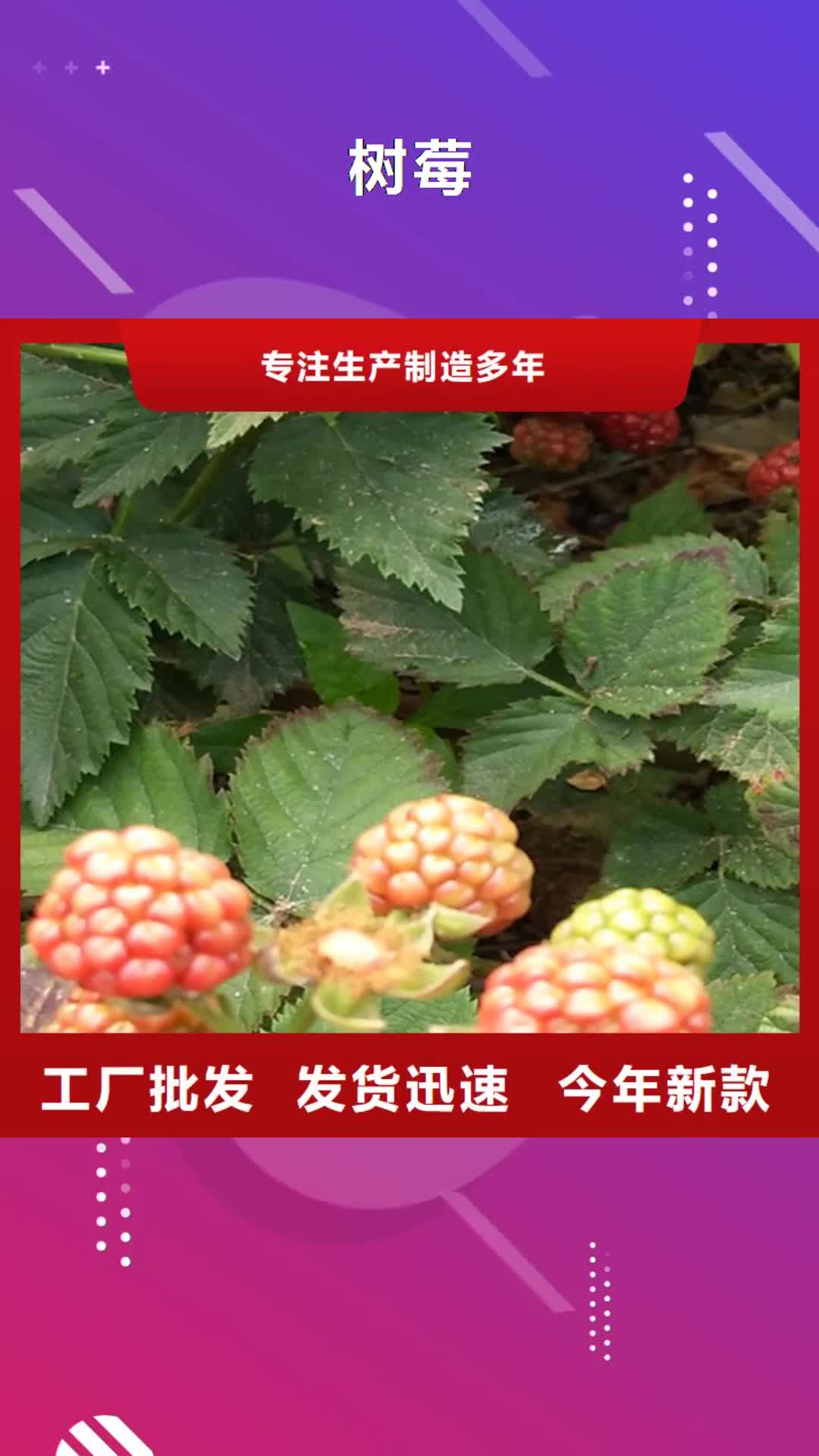 佳木斯 树莓,【无花果苗】库存充足