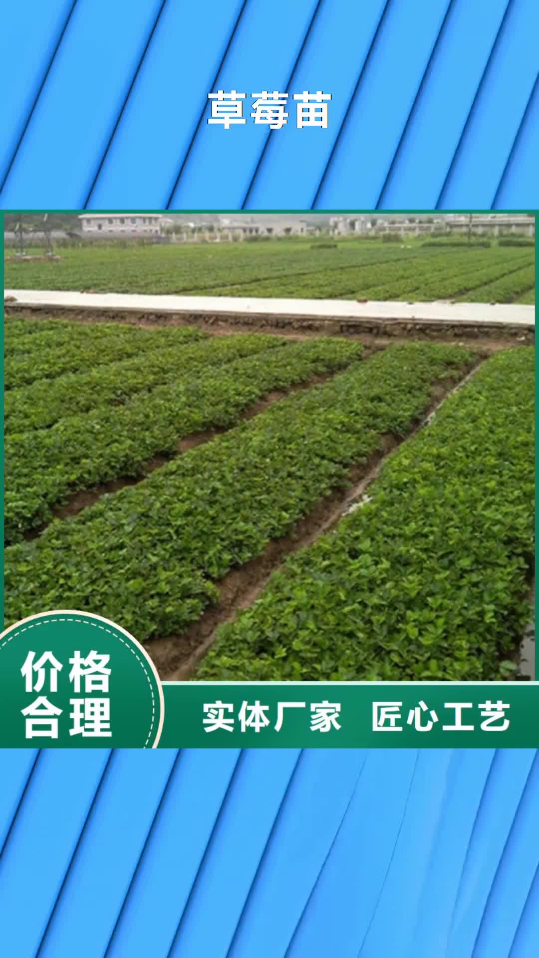 拉萨【草莓苗】大棚草莓苗专业信赖厂家