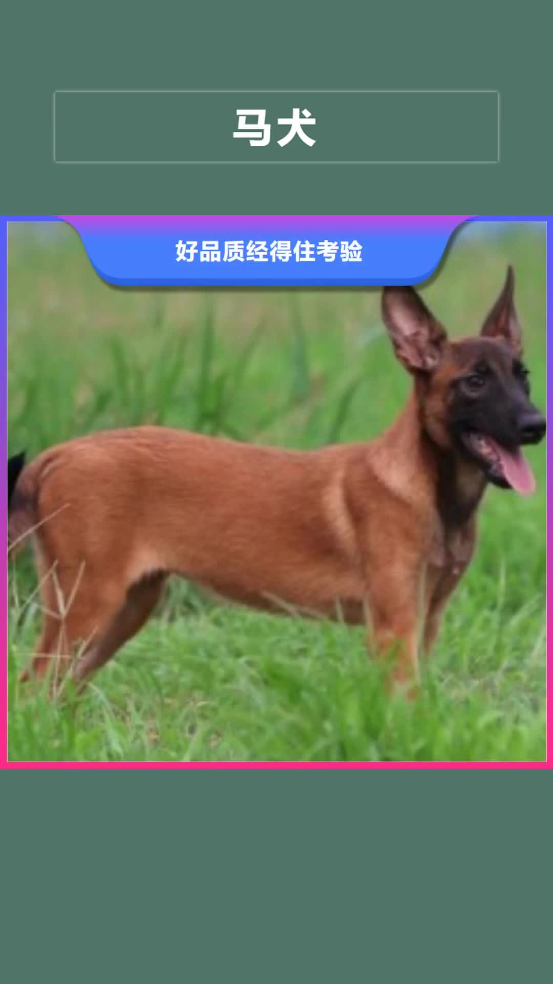 【楚雄 马犬 德牧犬就近发货】