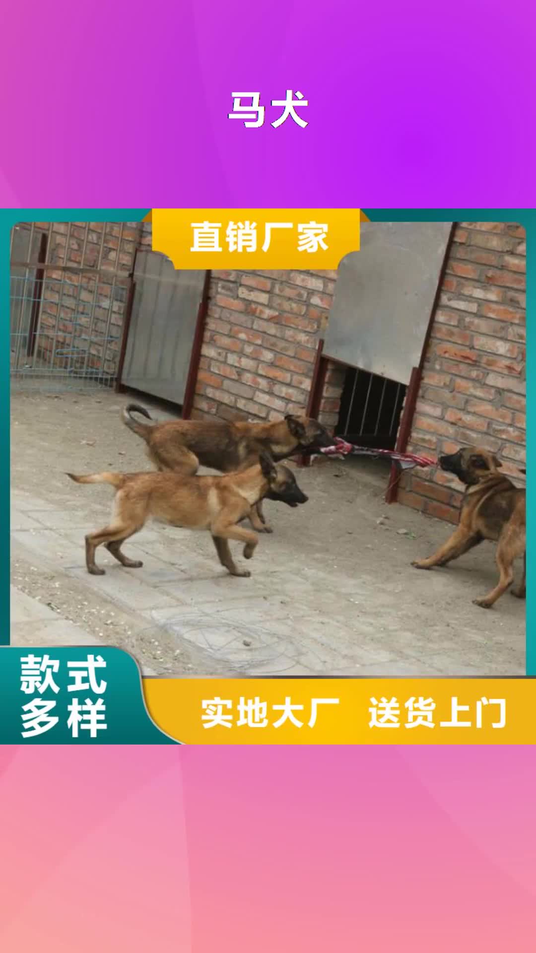 四川【马犬】-杜高犬厂家直销大量现货