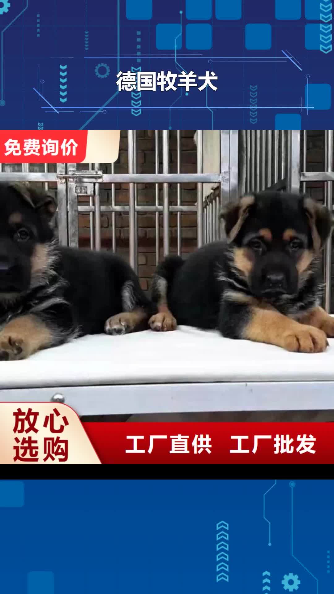 昭通【德国牧羊犬】 卡斯罗犬品牌企业